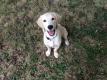 Benji, der reinrassige Golden Retriever sucht neues Zuhause